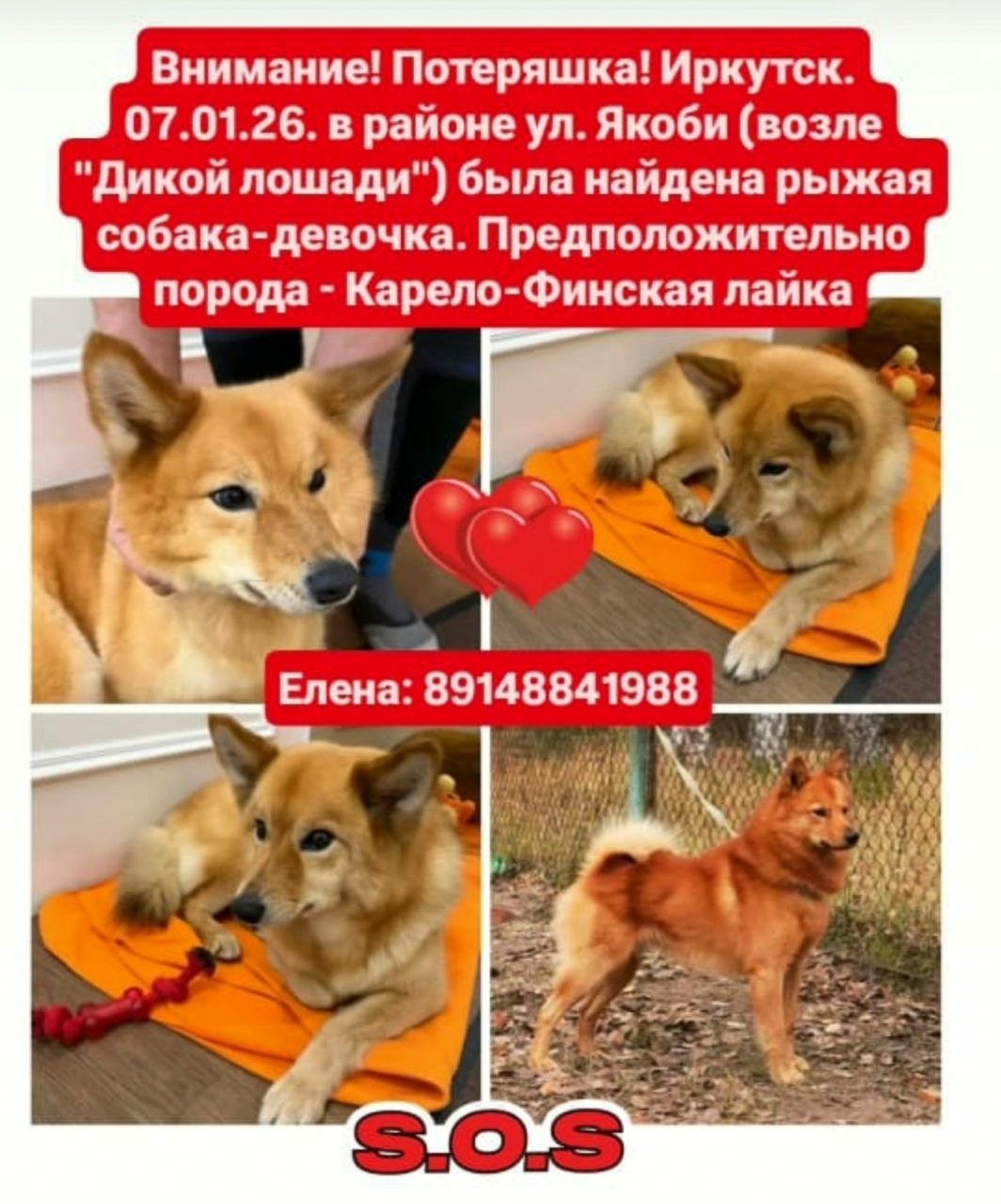 Найдена собака в Иркутске — фото объявления