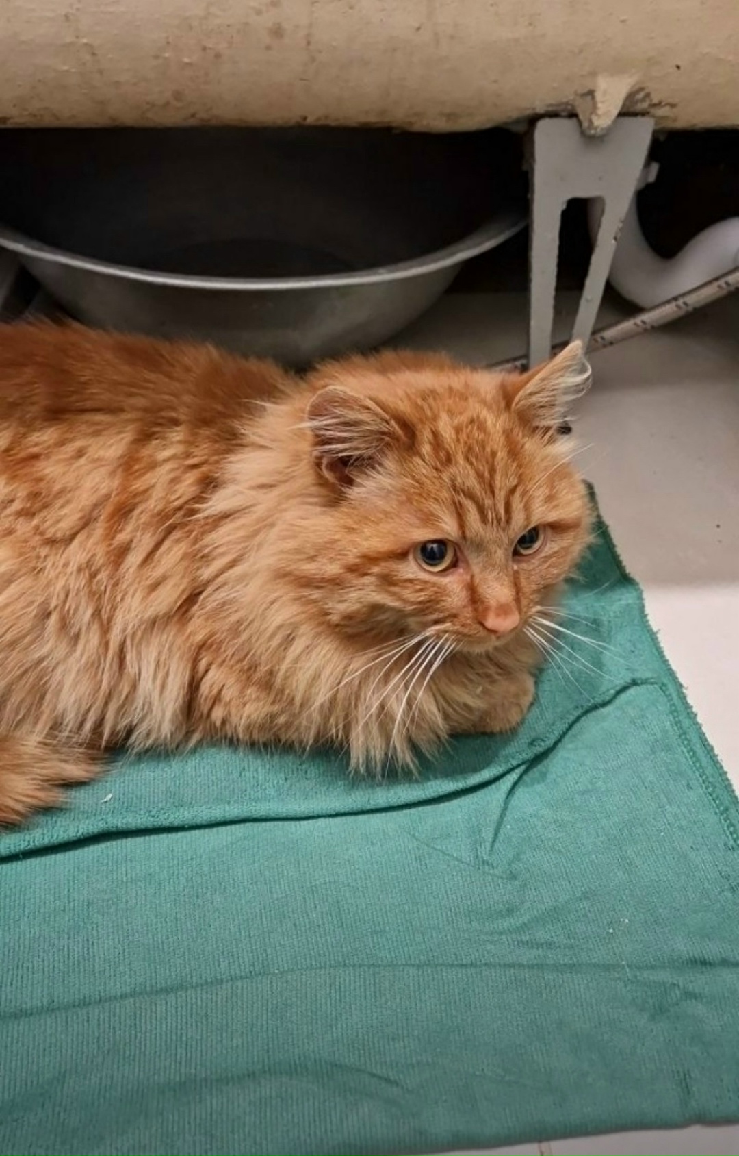 Найдена кошка в Иркутске — фото объявления