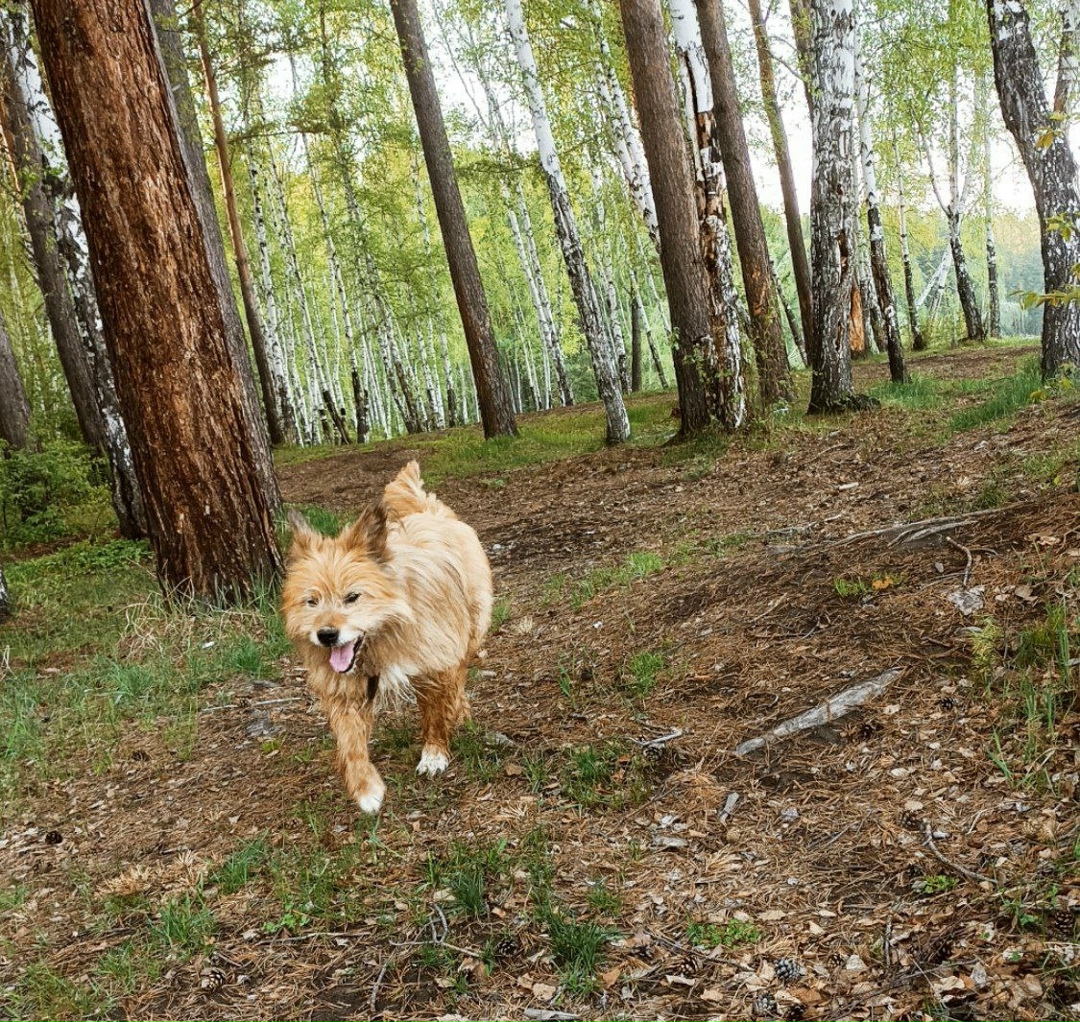 Пропала собака в Иркутске — фото объявления