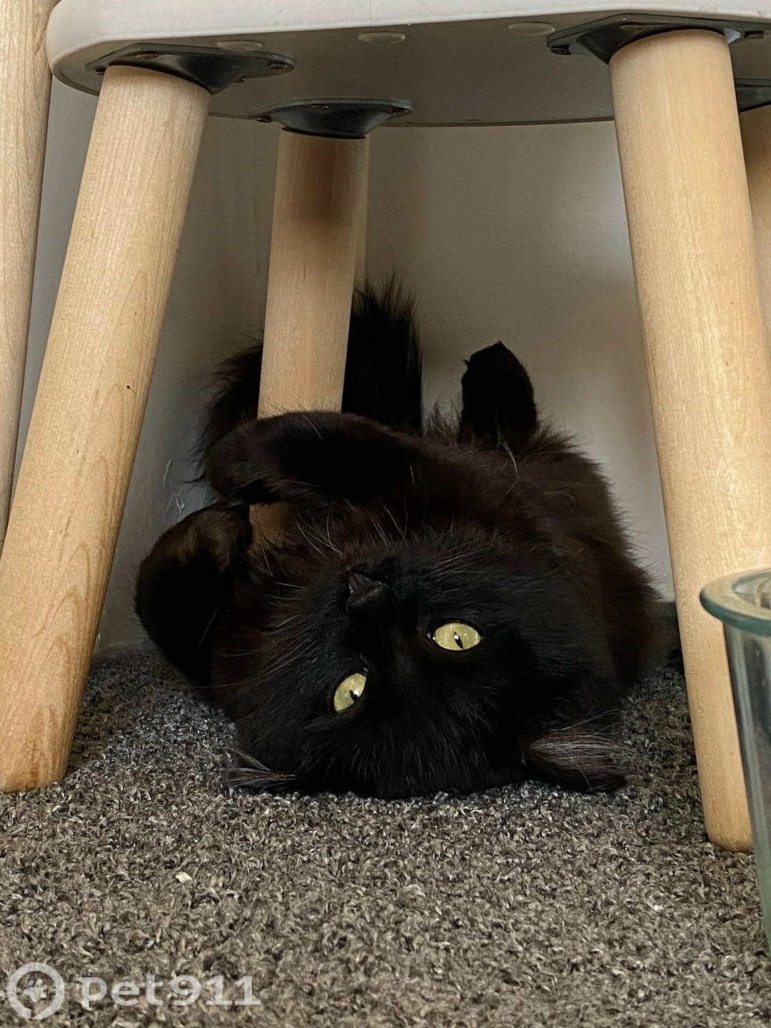 Пропала кошка в Иркутске — фото объявления