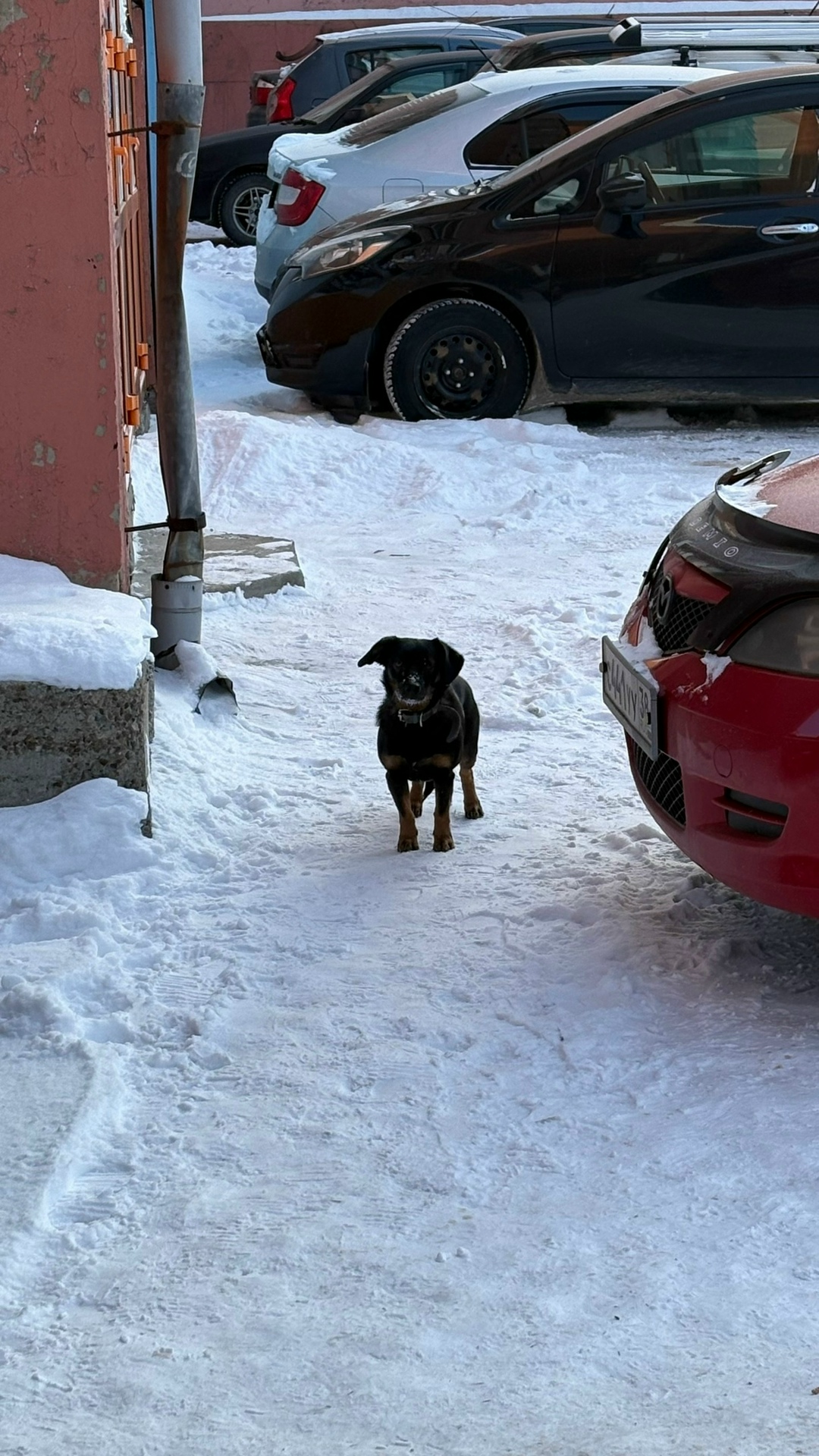 Пропала собака в Иркутске — фото объявления