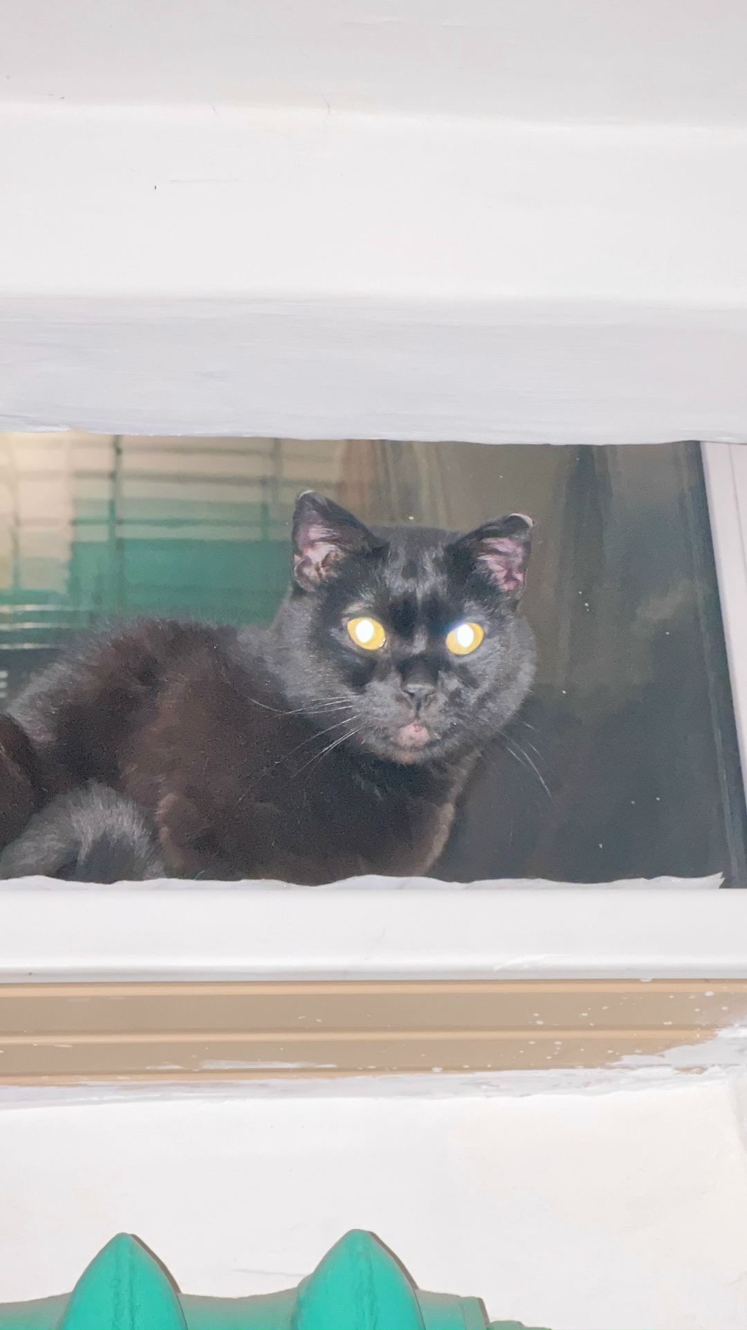 Найдена кошка в Иркутске — фото объявления