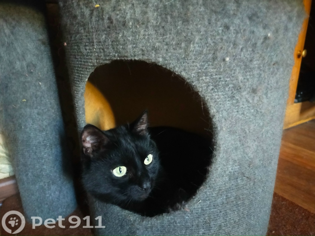 Пропала кошка в Иркутске — фото объявления