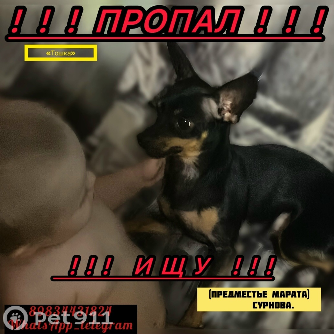 Пропала собака в Иркутске — фото объявления