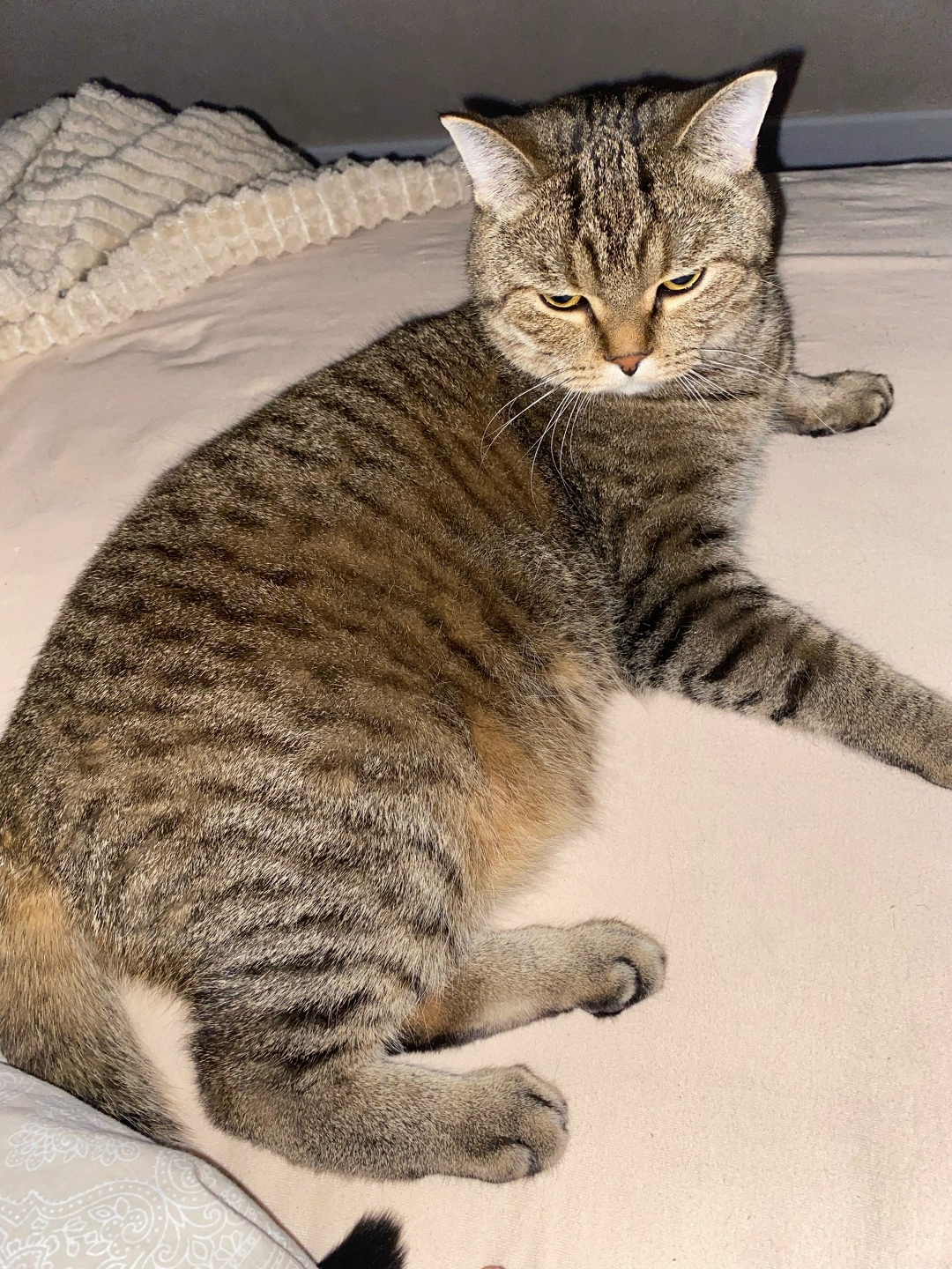 Пропала кошка в Иркутске — фото объявления