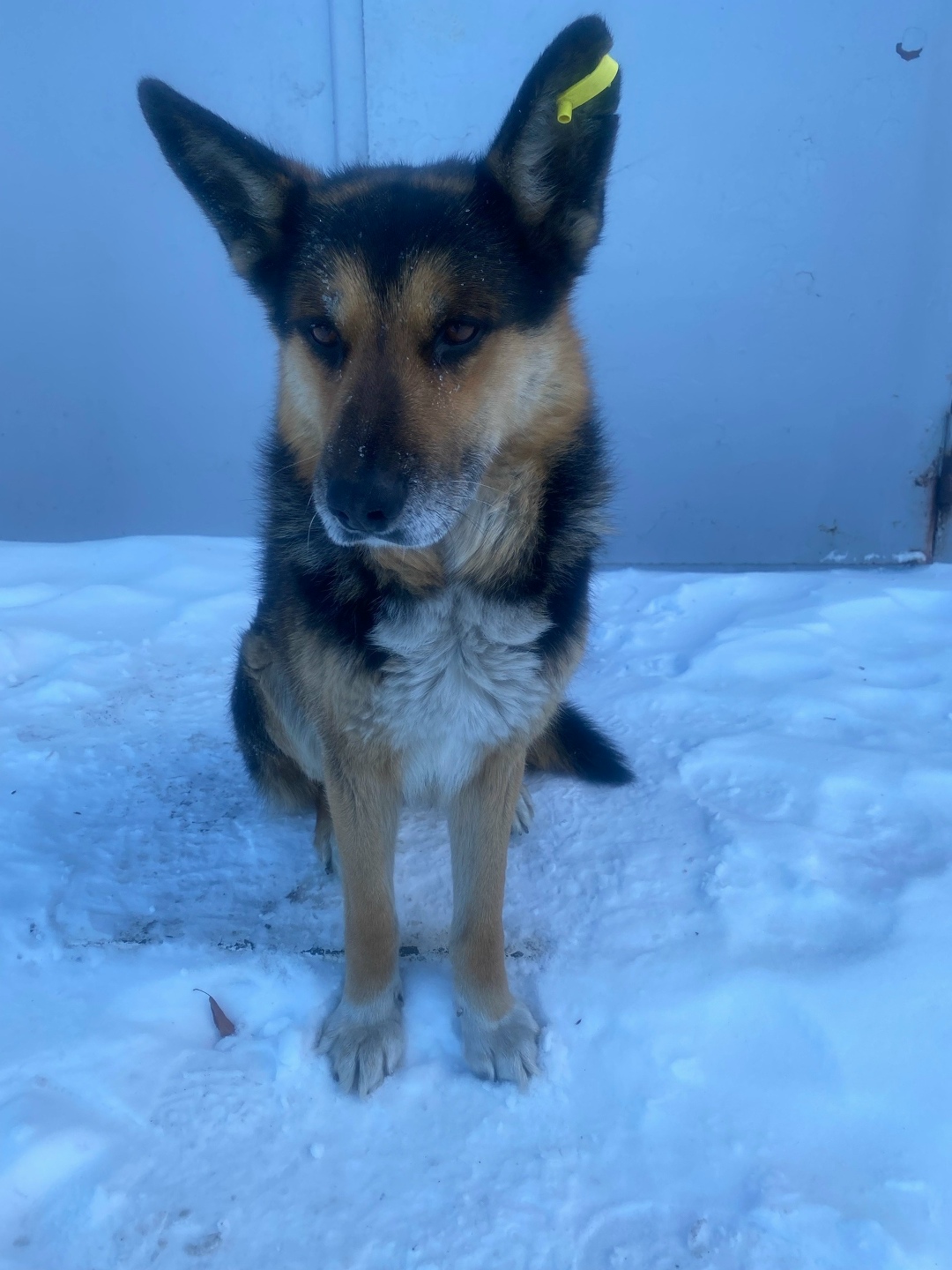 Найдена собака в Иркутске — фото объявления