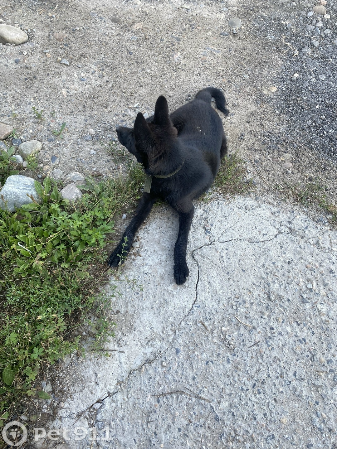 Найдена собака в Иркутске — фото объявления