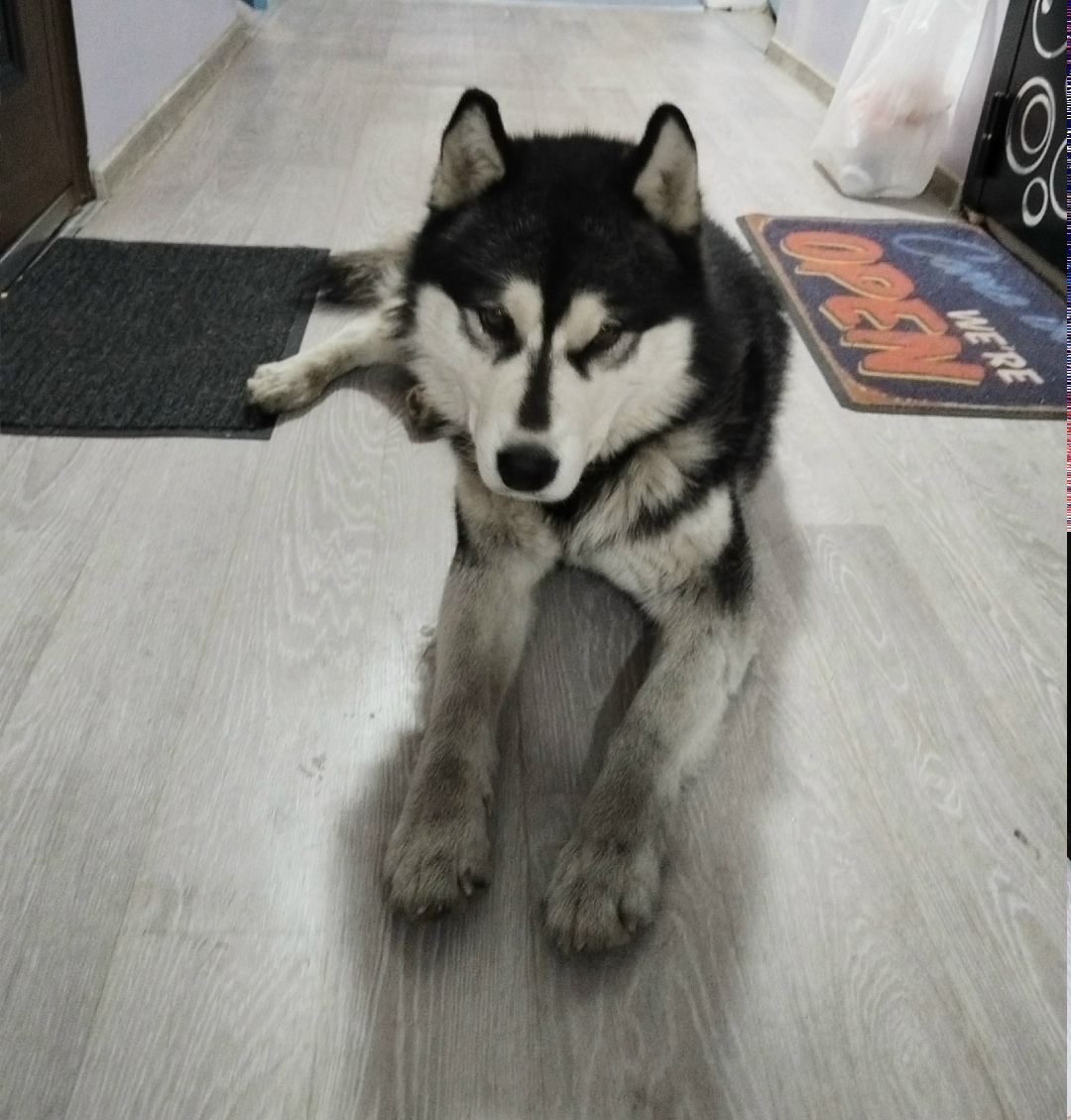 Найдена собака в Иркутске — фото объявления