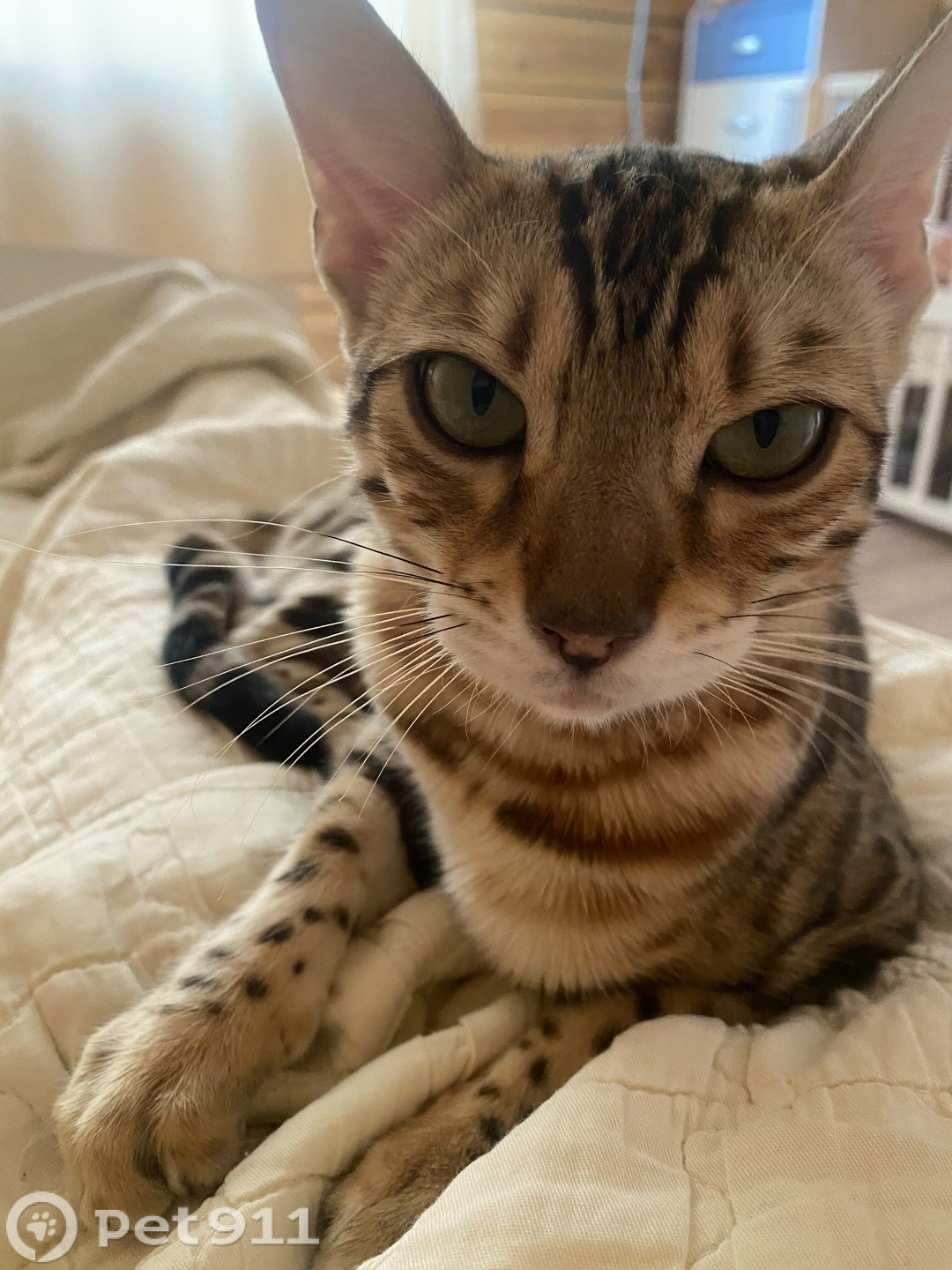 Пропала кошка в Иркутске — фото объявления