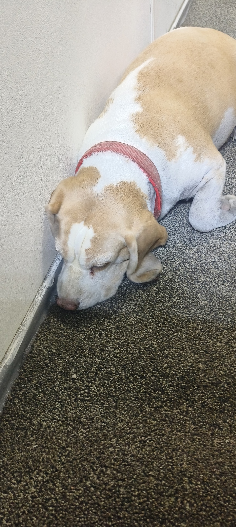 Найдена собака в Иркутске — фото объявления