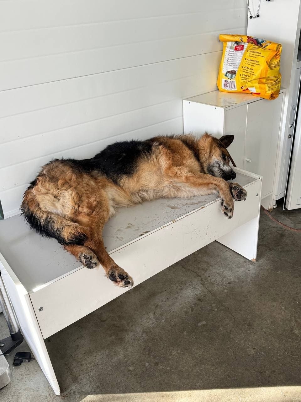 Пропала собака в Иркутске — фото объявления