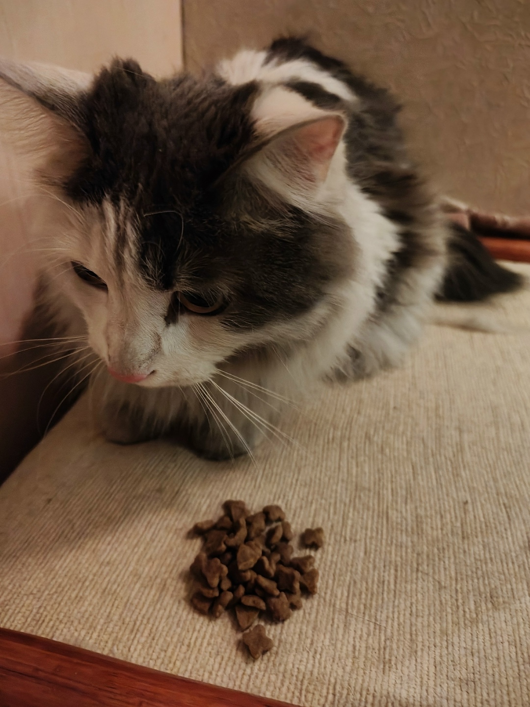 Найдена кошка в Иркутске — фото объявления