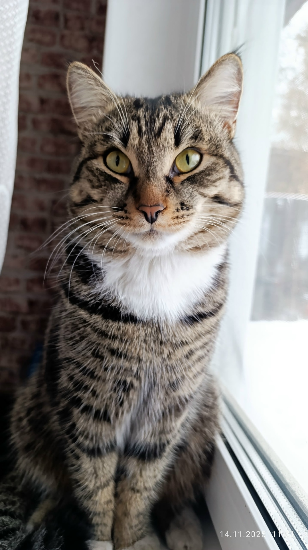 Найдена кошка в Иркутске — фото объявления