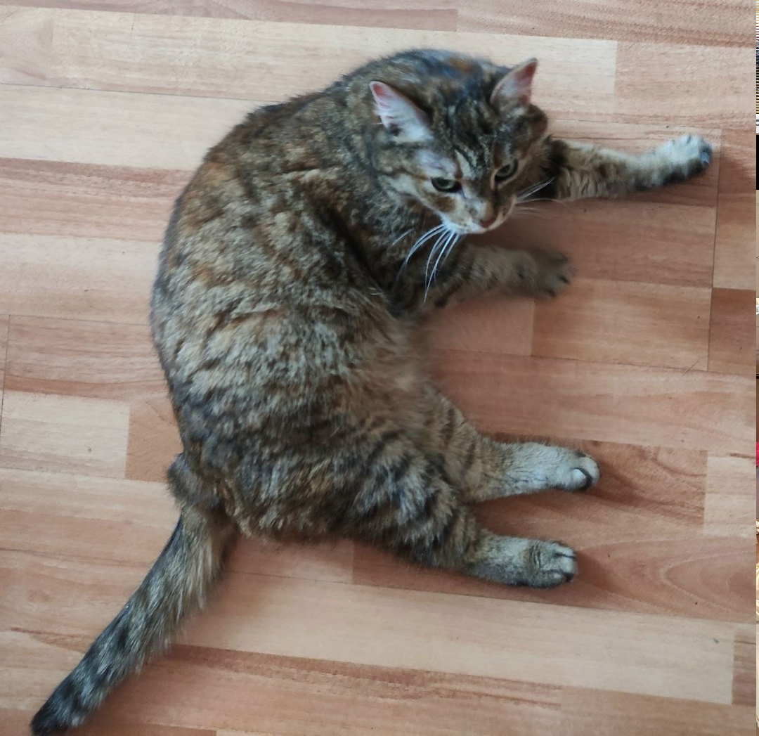 Найдена кошка в Иркутске — фото объявления