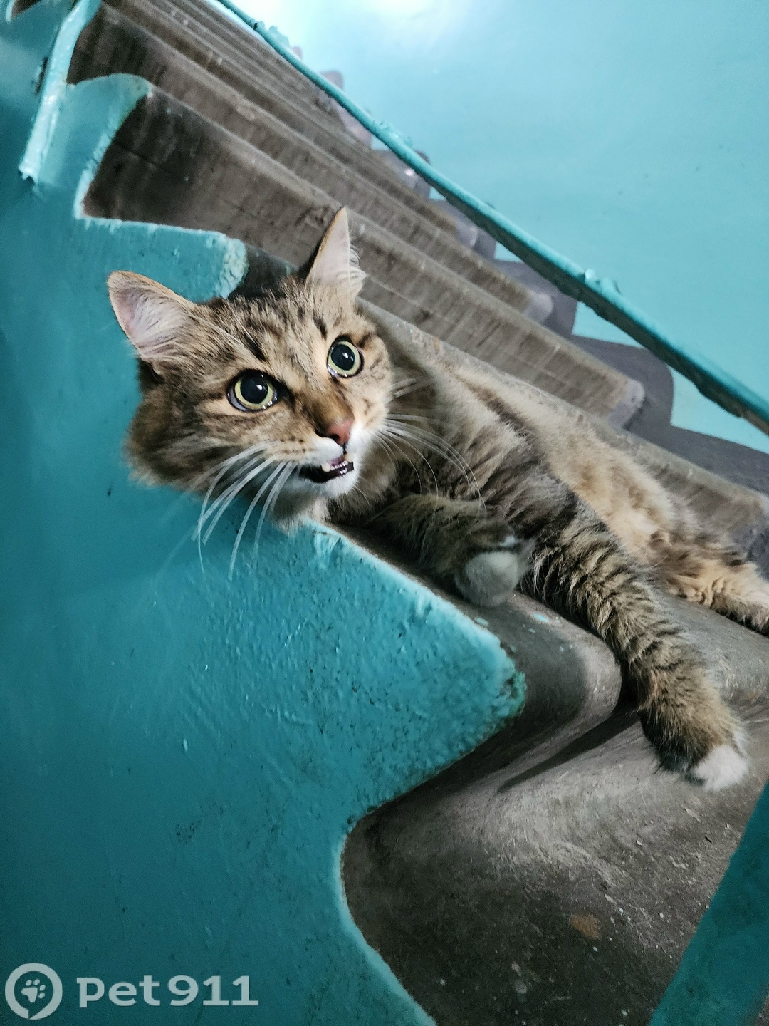 Найдена кошка в Иркутске — фото объявления