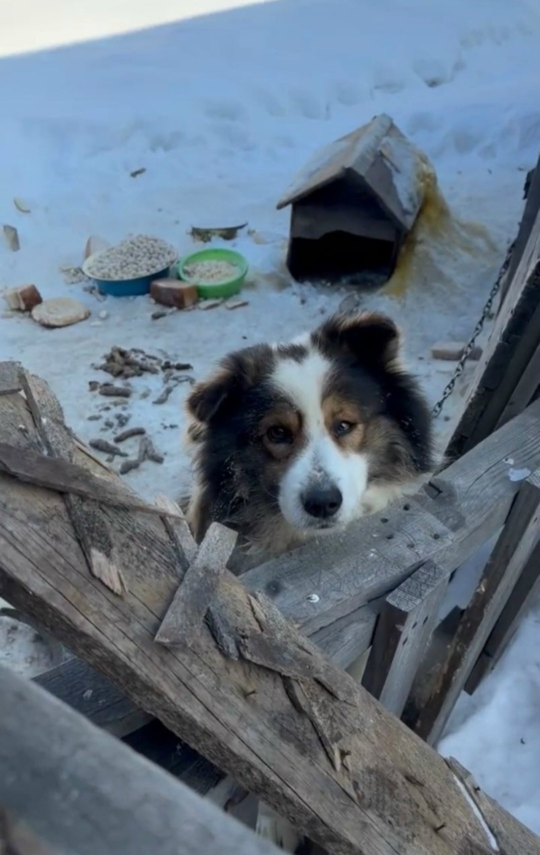 Найдена собака в Иркутске — фото объявления