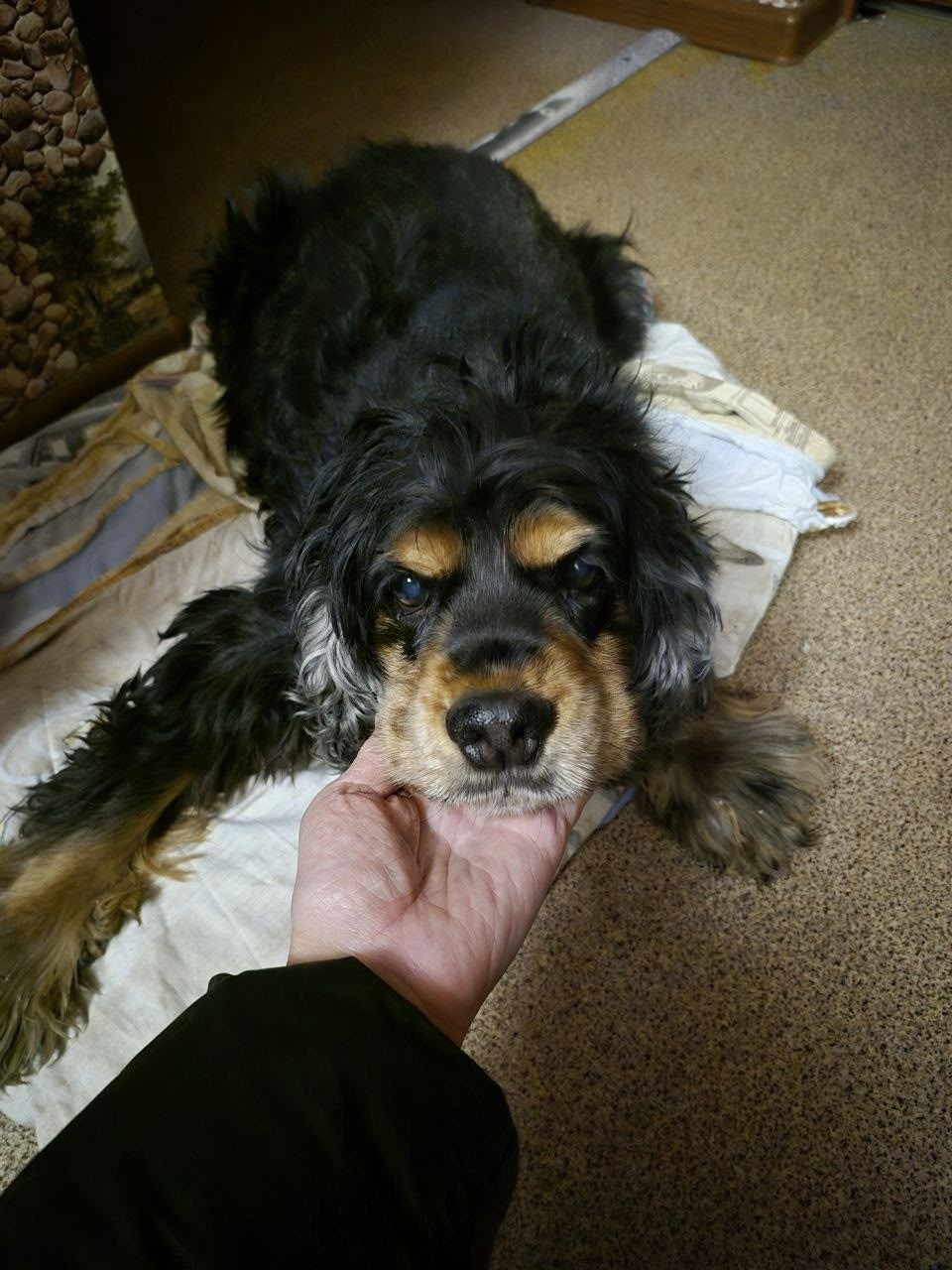 Найдена собака в Иркутске — фото объявления