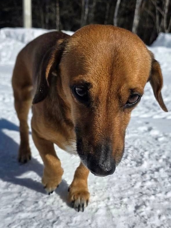 Найдена собака в Иркутске — фото объявления