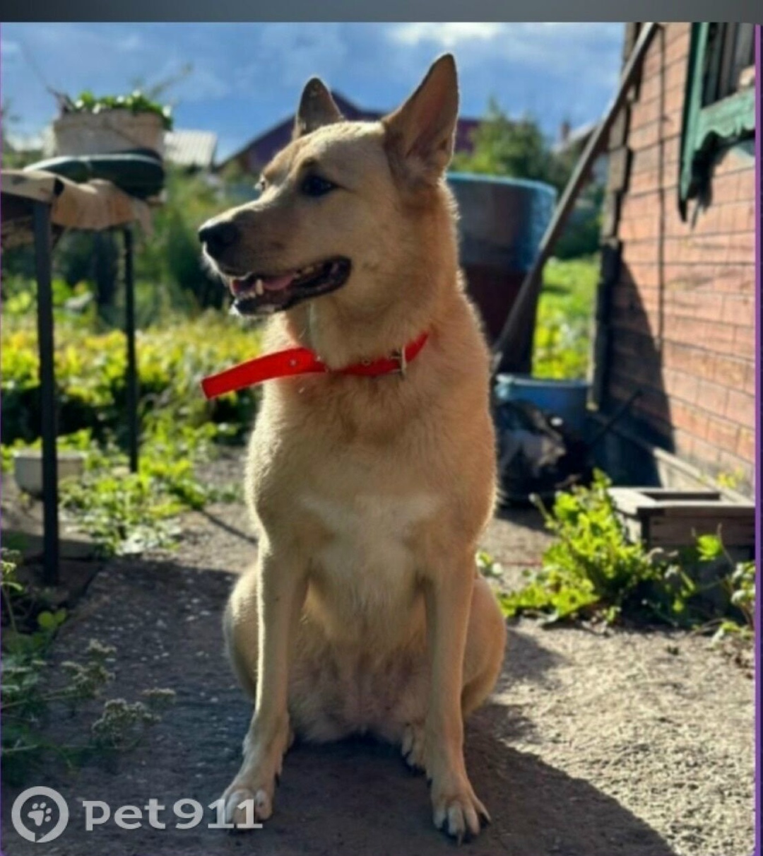 Пропала собака в Иркутске — фото объявления