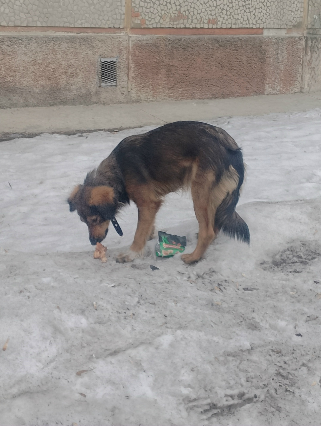 Пропала собака в Иркутске — фото объявления
