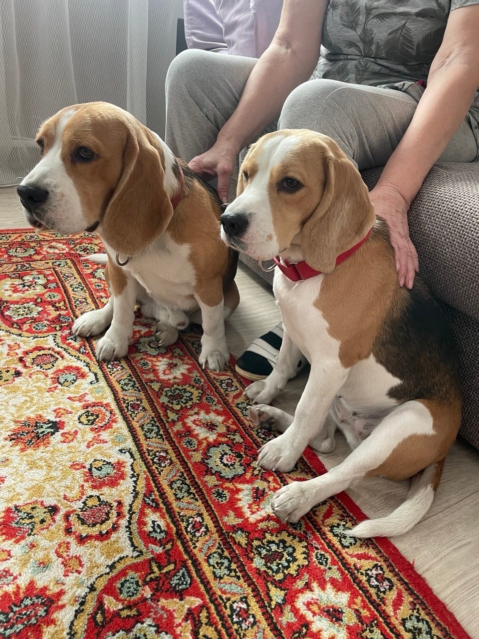 Найдена собака в Иркутске — фото объявления