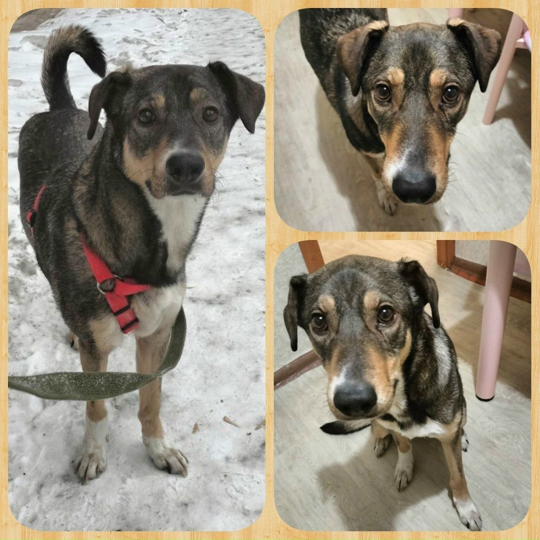 Найдена собака в Иркутске — фото объявления