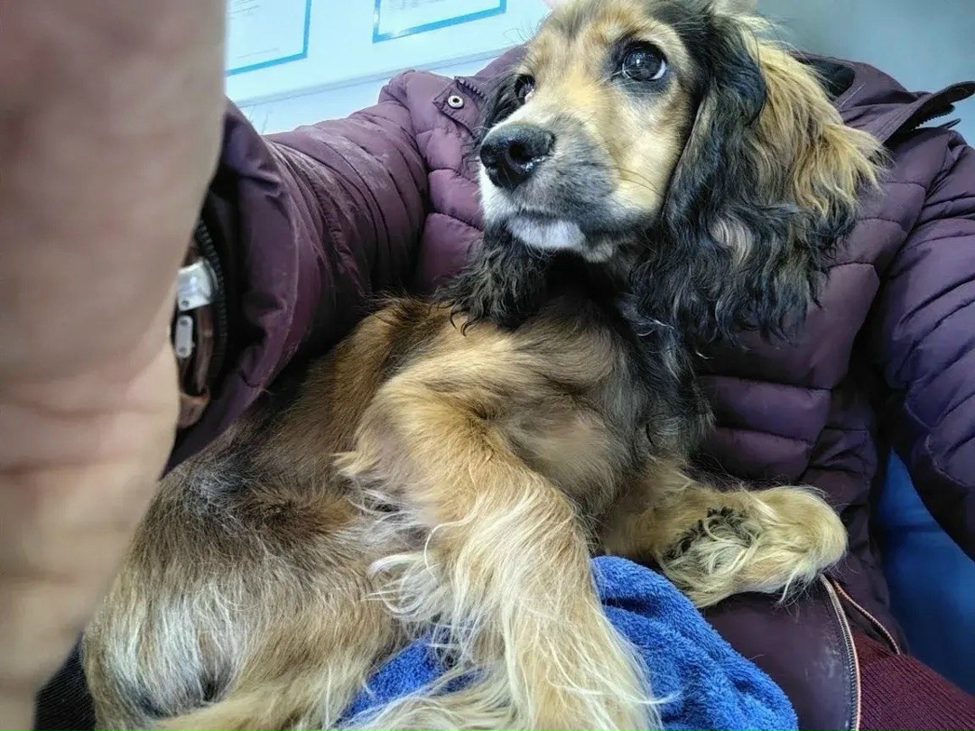 Найдена собака в Иркутске — фото объявления