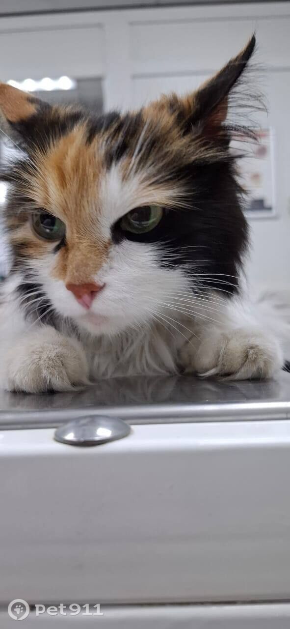 Найдена кошка в Иркутске — фото объявления