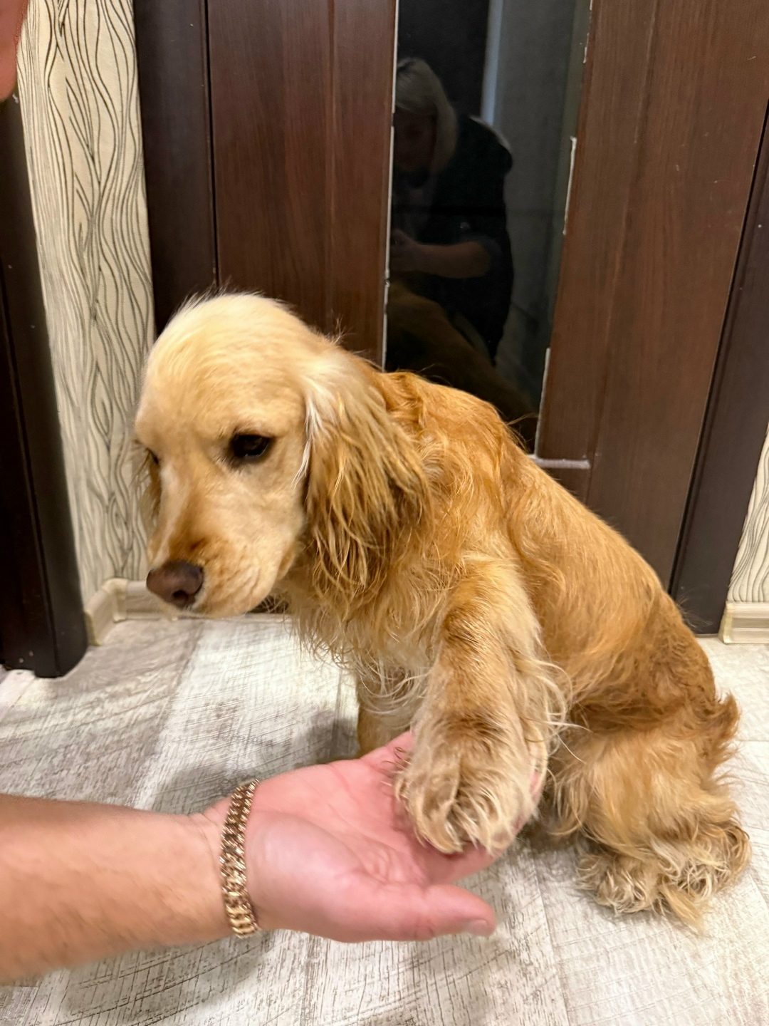 Найдена собака в Иркутске — фото объявления