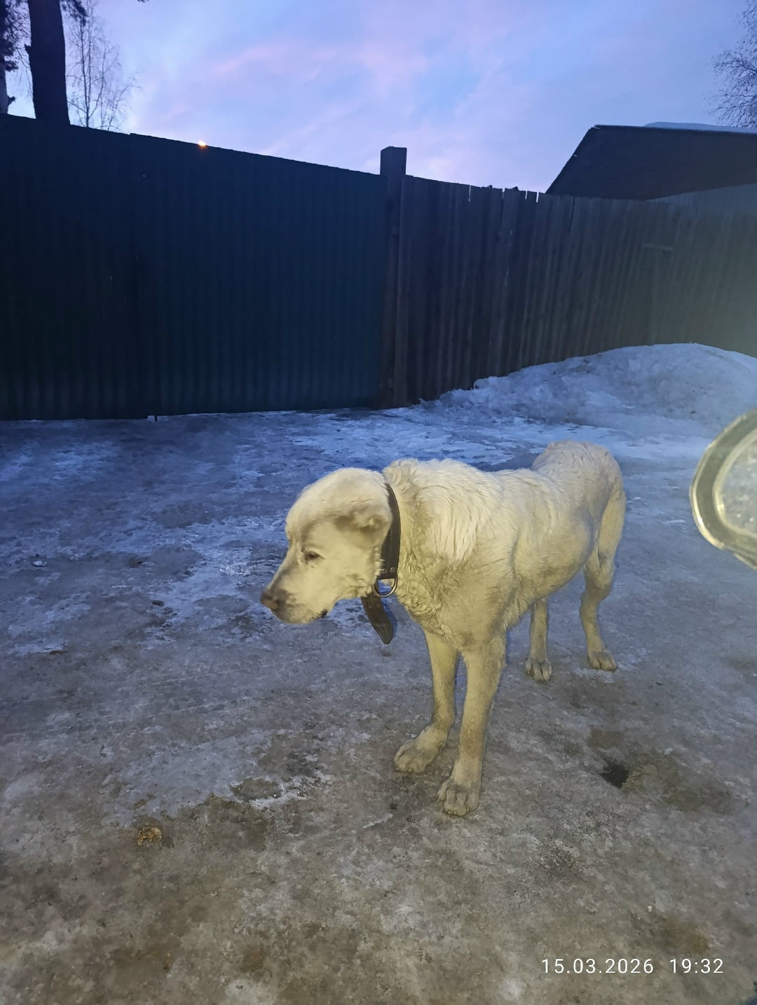 Найдена собака в Иркутске — фото объявления