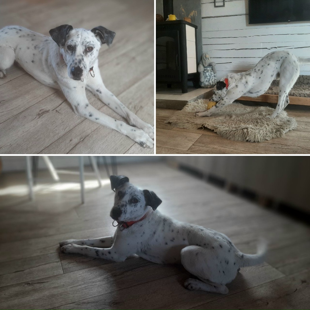 Найдена собака в Иркутске — фото объявления