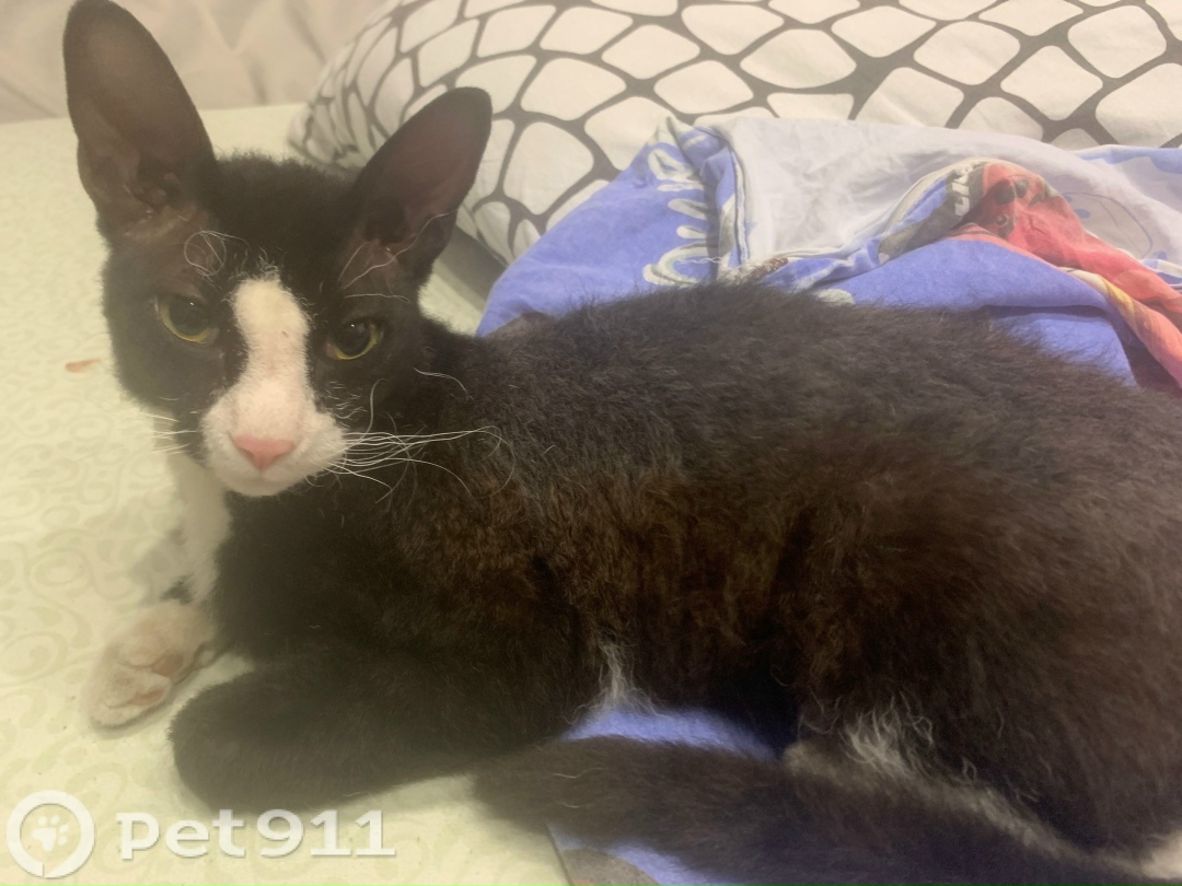 Пропала кошка в Иркутске — фото объявления