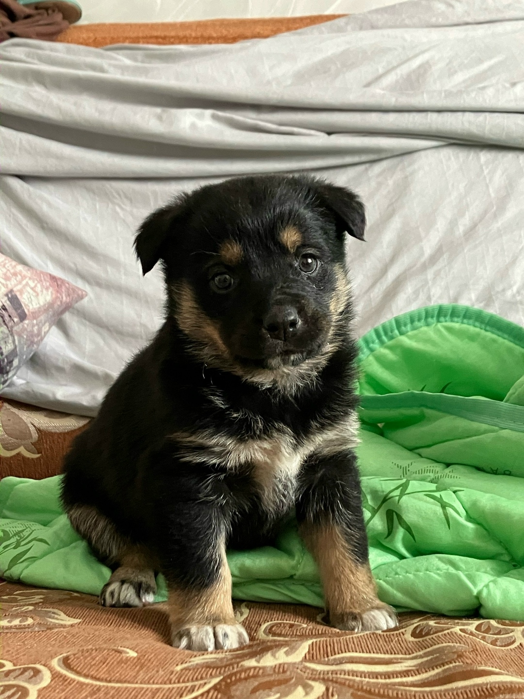 Найдена собака в Иркутске — фото объявления