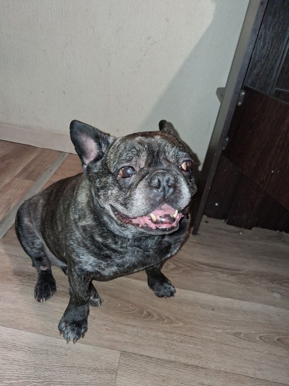 Найдена собака в Иркутске — фото объявления