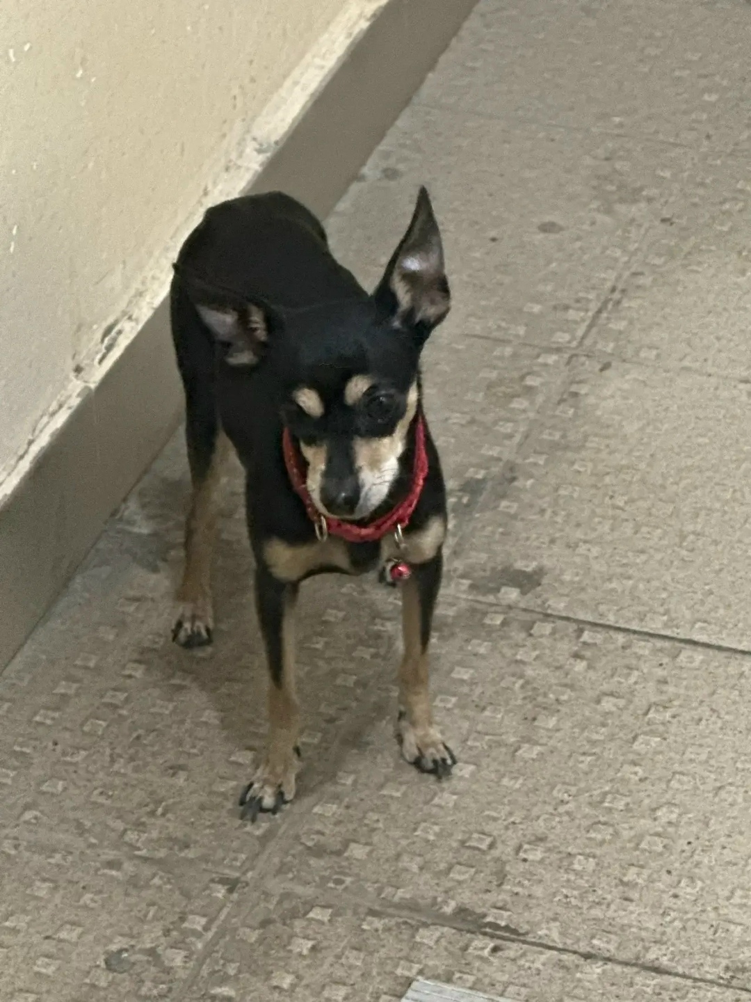 Найдена собака в Иркутске — фото объявления