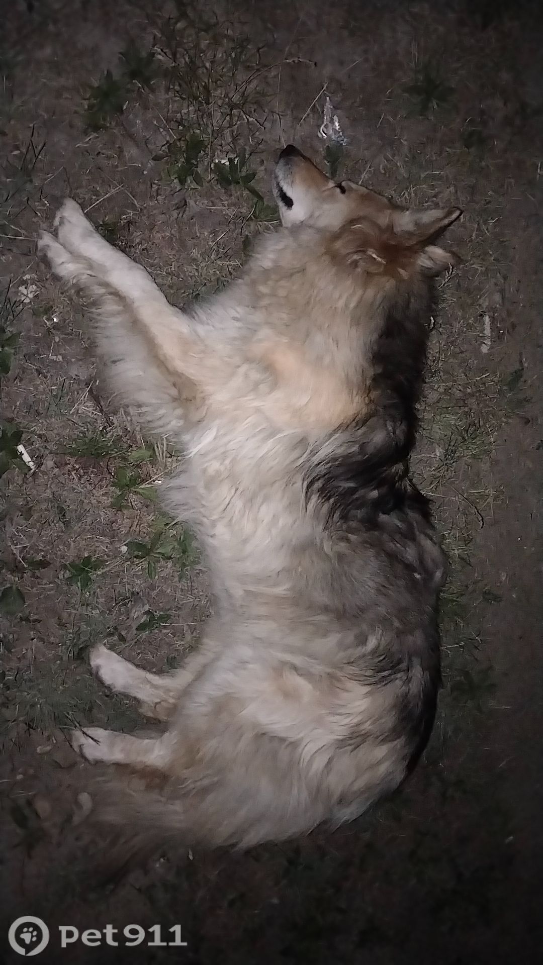 Пропала собака в Иркутске — фото объявления