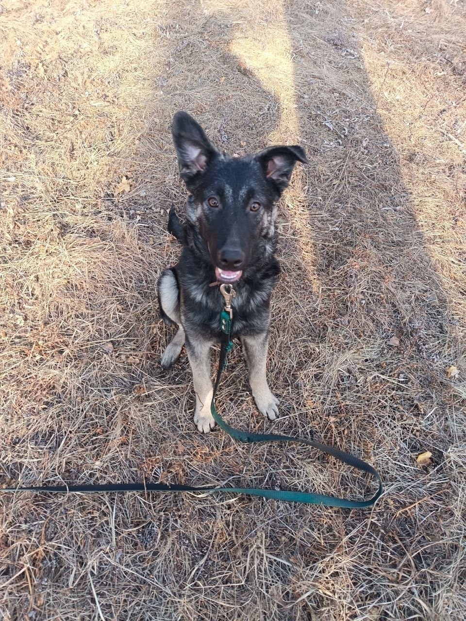 Найдена собака в Иркутске — фото объявления