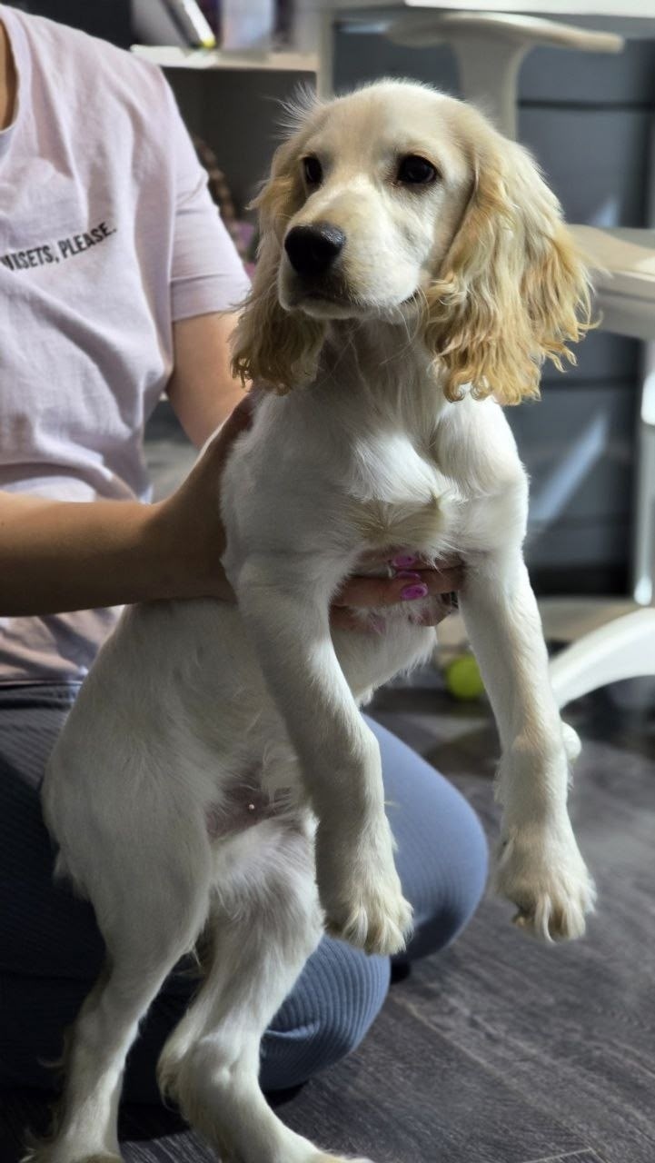 Найдена собака в Иркутске — фото объявления