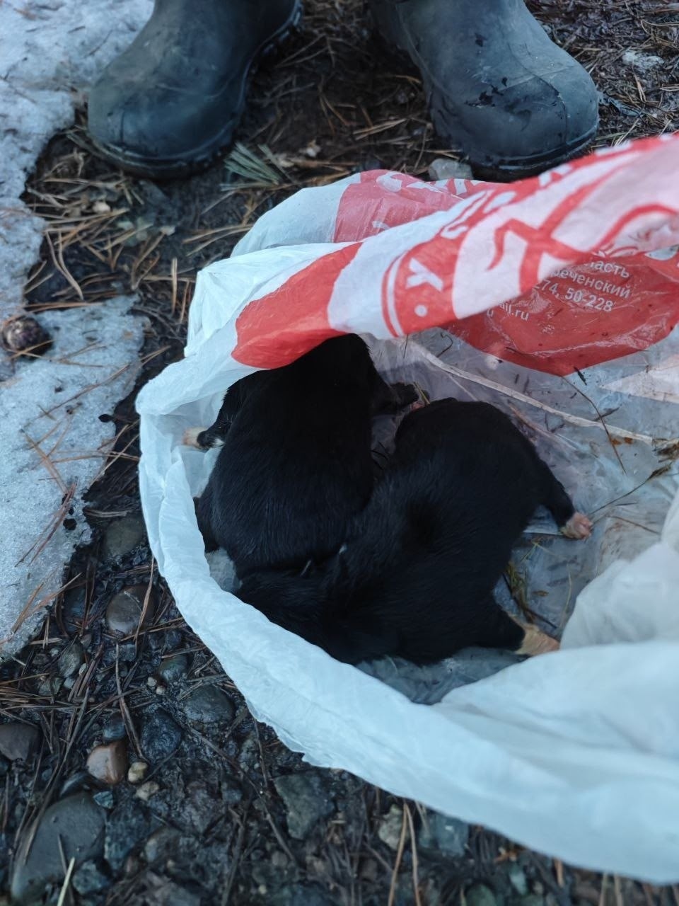 Найдена собака в Иркутске — фото объявления