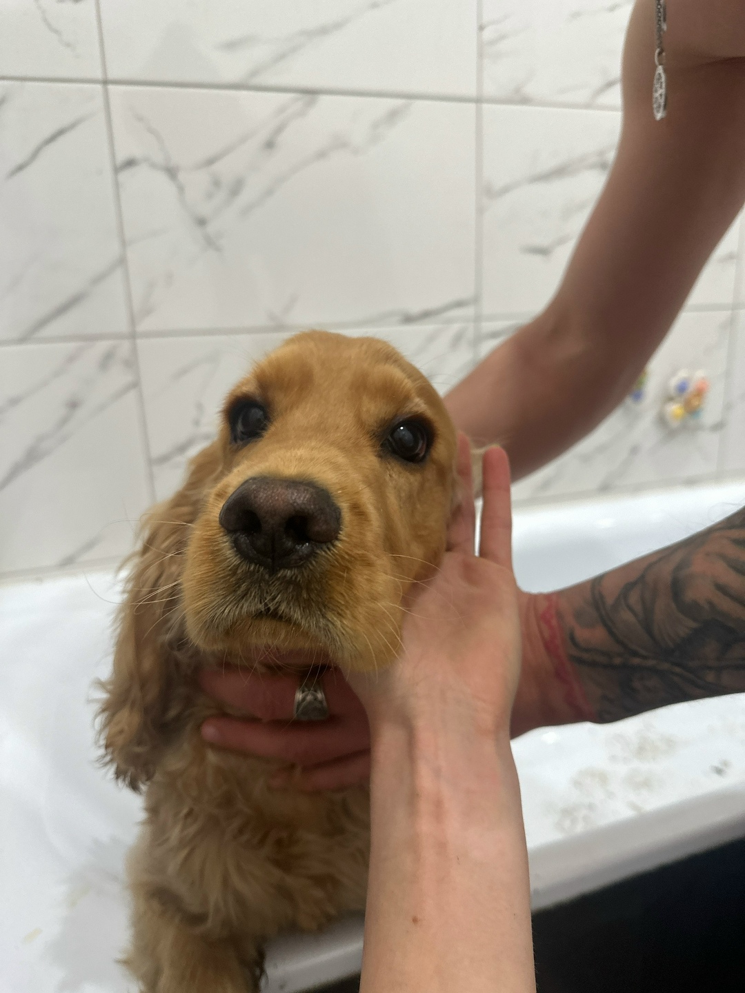 Найдена собака в Иркутске — фото объявления