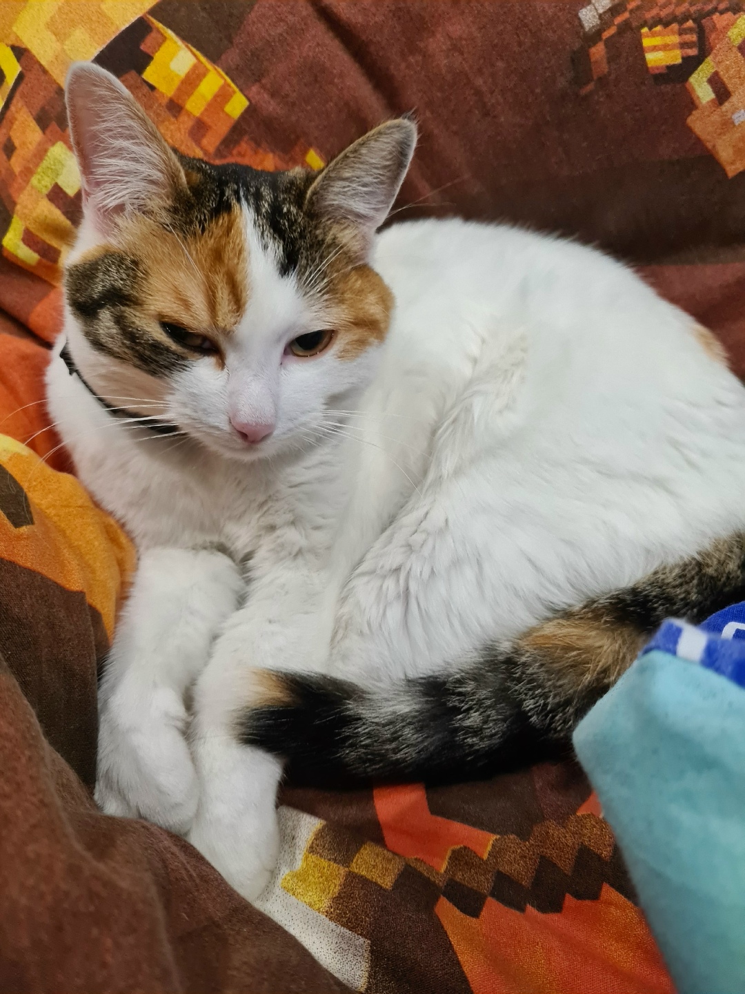 Найдена кошка в Иркутске — фото объявления