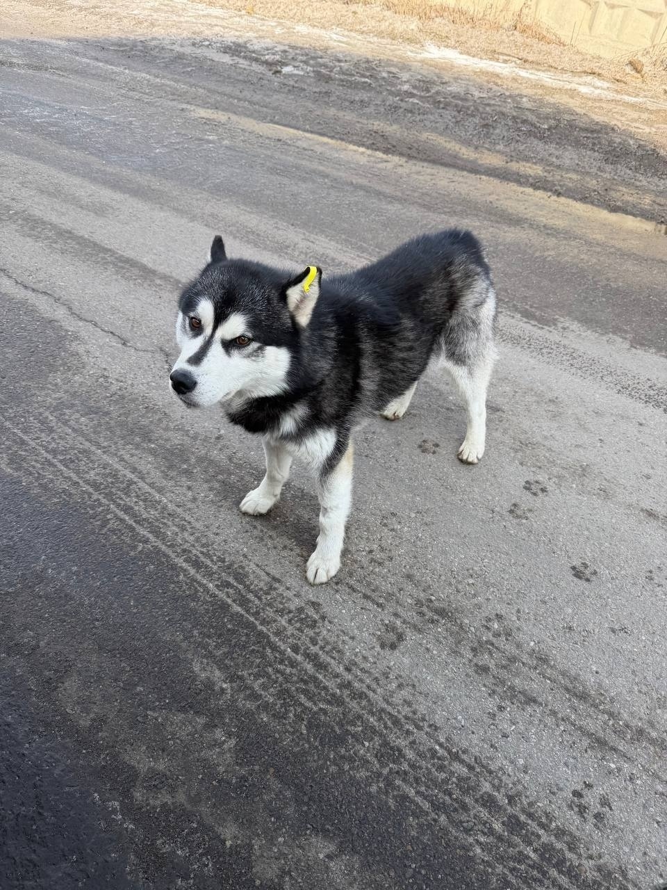 Найдена собака в Иркутске — фото объявления