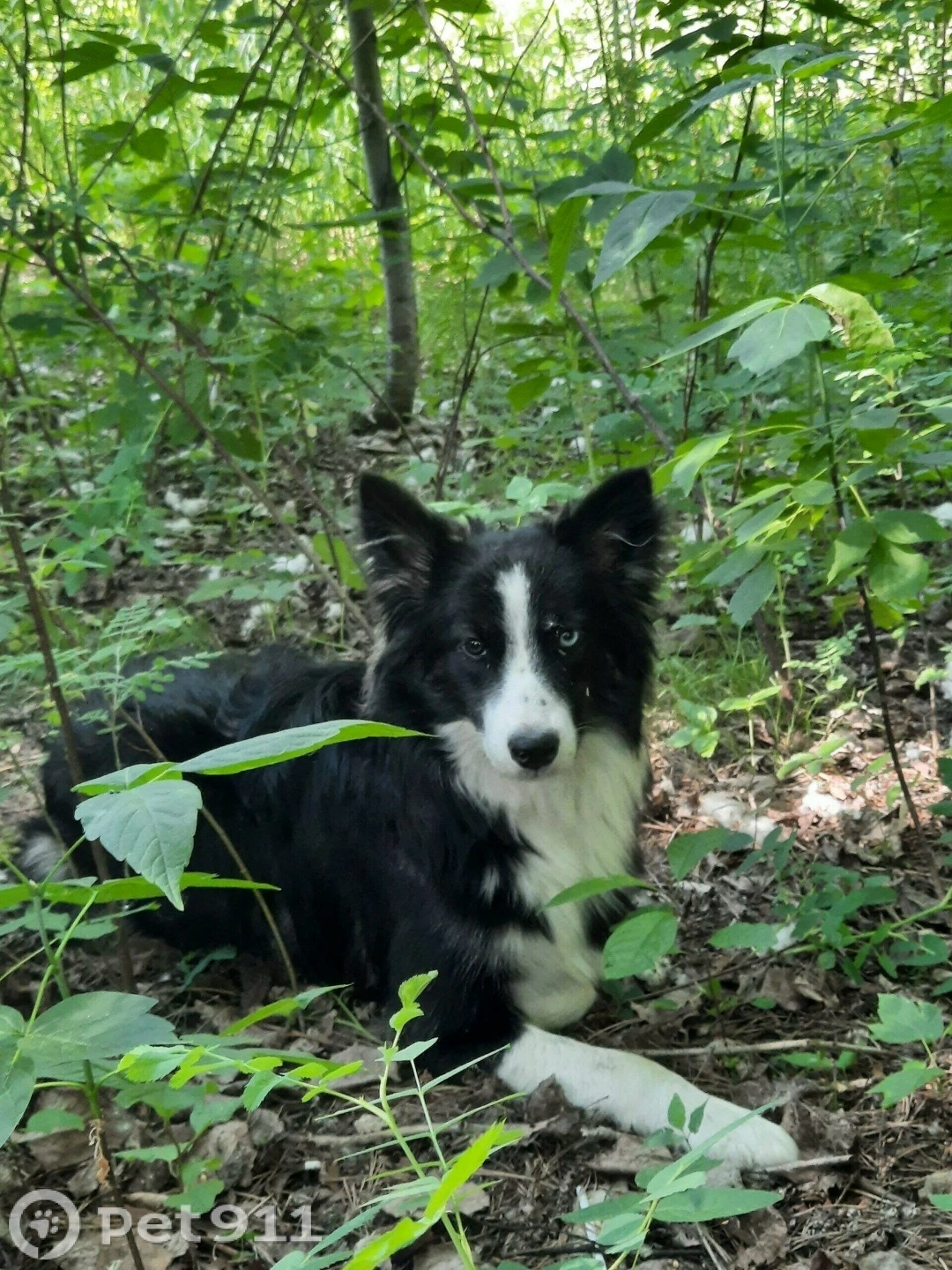 Пропала собака в Иркутске — фото объявления