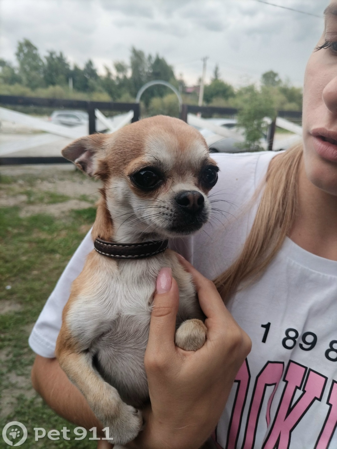 Найдена собака в Иркутске — фото объявления