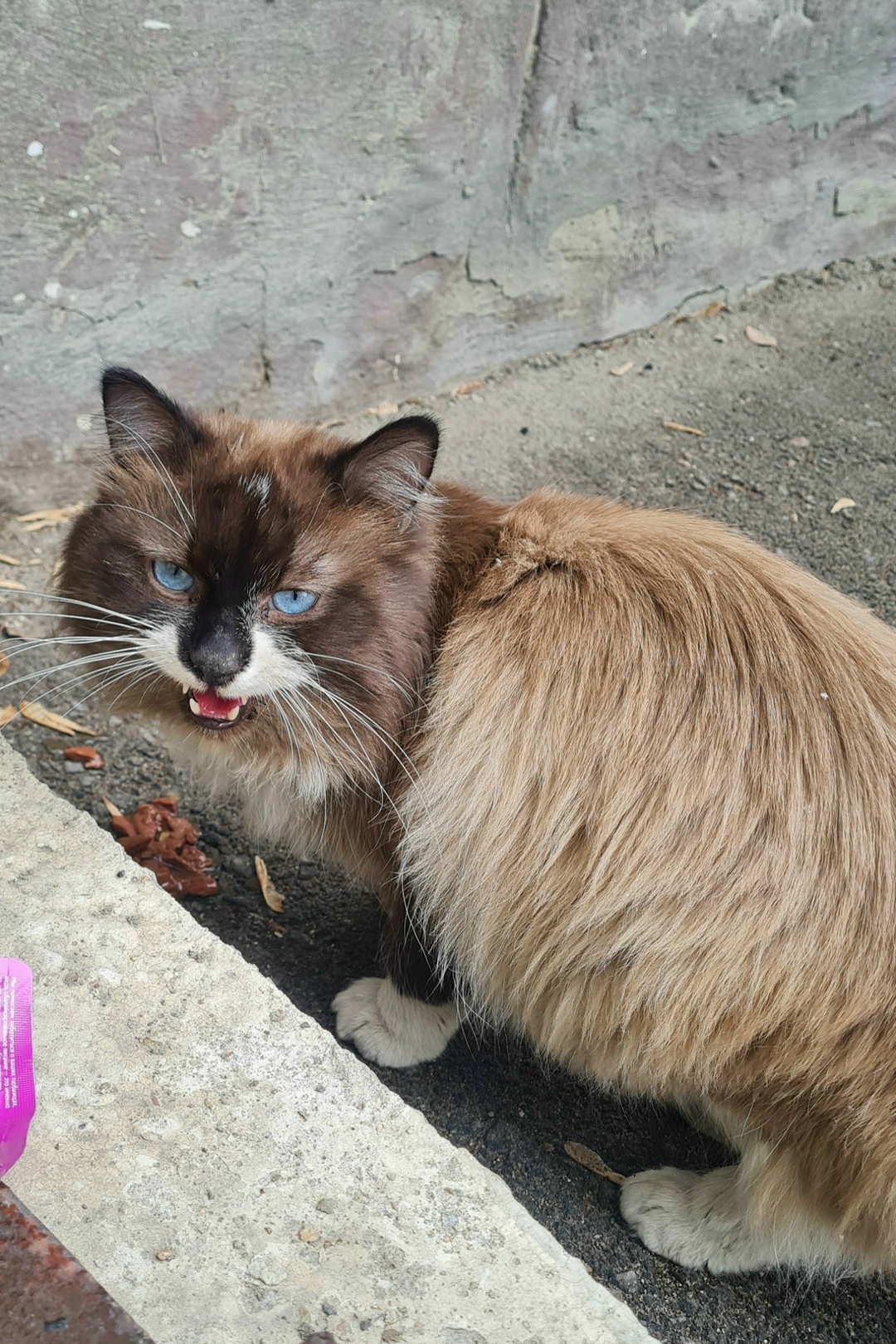 Найдена кошка в Иркутске — фото объявления