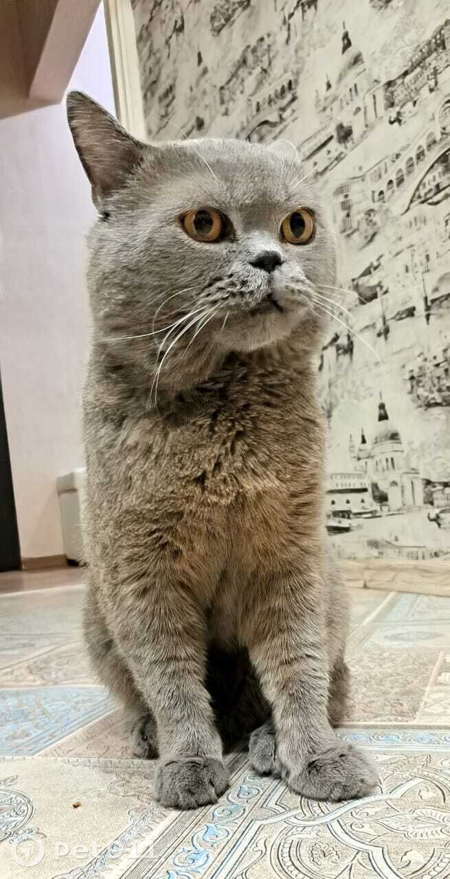 Пропала кошка в Иркутске — фото объявления