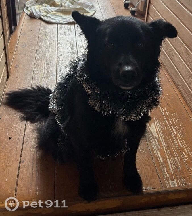 Пропала собака в Иркутске — фото объявления