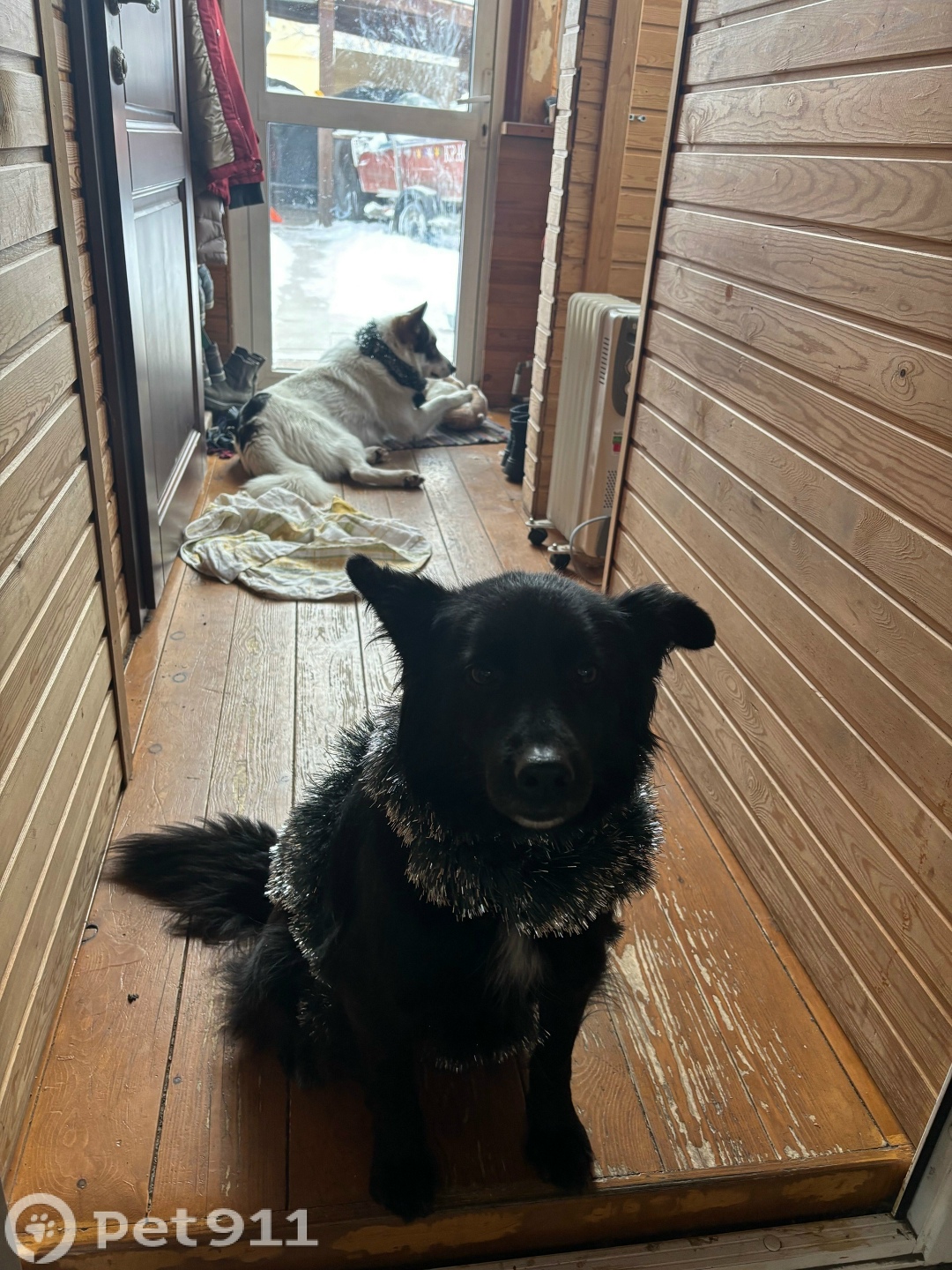 Пропала собака в Иркутске — фото объявления