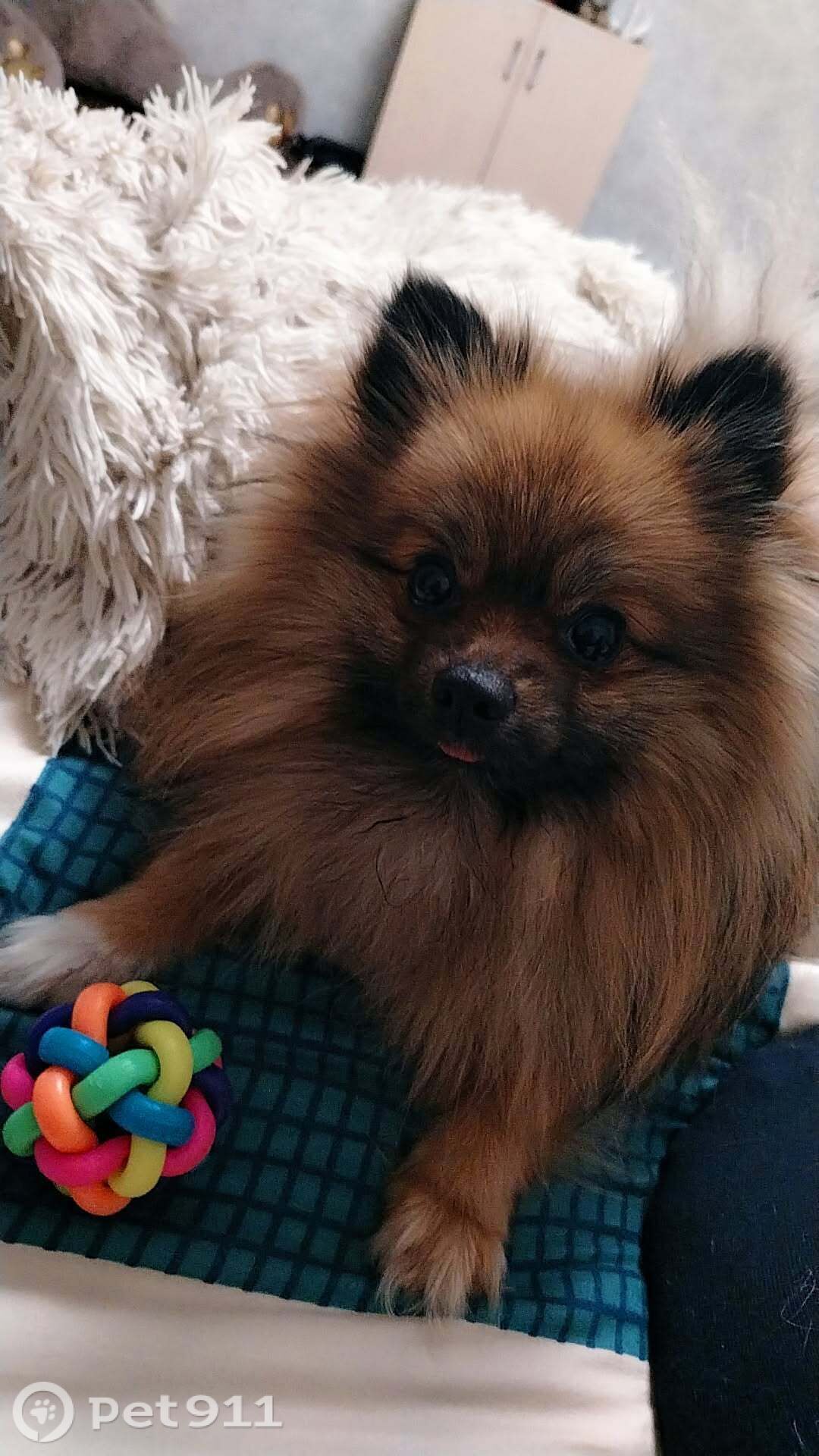 Пропала собака в Иркутске — фото объявления