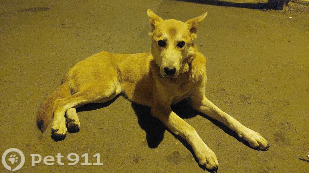 Найдена собака в Иркутске — фото объявления